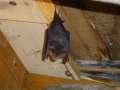 Fledermaus